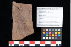 Foto (Objekt + Etikett) von Xylomites daphnes Ettingshausen (NHMW-GEO-2024-0188-0063)